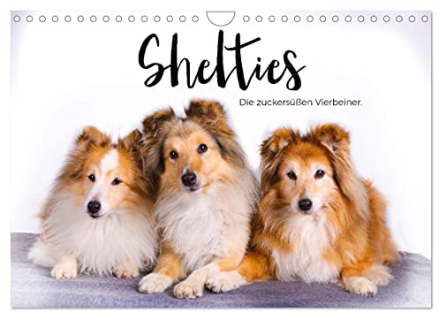 Shelties - Die zuckersüßen Vierbeiner. (Wandkalender 2026 DIN A4 quer), CALVENDO Monatskalender: Entdecken Sie die bezaubernden Shelties! (CALVENDO Tiere)