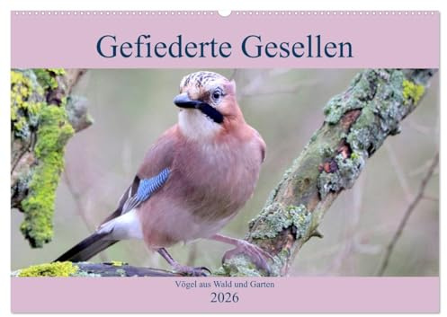 Gefiederte Gesellen - Vögel aus Wald und Garten (Wandkalender 2026 DIN A2 quer), CALVENDO Monatskalender: Aus dem Reich der Vögel (CALVENDO Tiere)