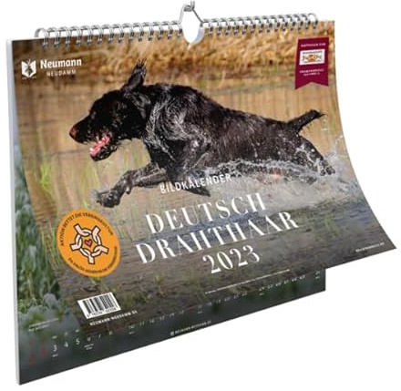 Deutsch Drahthaar Bildkalender 2023