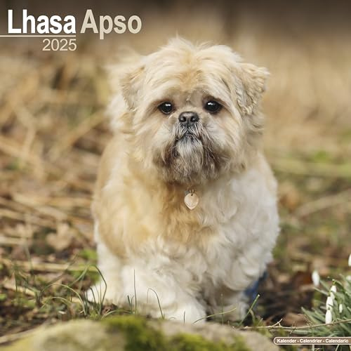 Lhasa Apso - Lhasaterrier 2025 - 16-Monatskalender: Original Avonside-Kalender [Mehrsprachig] [Kalender] (Wall-Kalender)