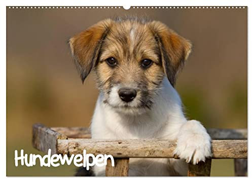 Hundewelpen (Wandkalender 2025 DIN A2 quer), CALVENDO Monatskalender: Ein wunderschönder Kalender der Hundewelpen verschiedener Rassen zeigt. (CALVENDO Tiere)