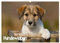 Hundewelpen (Wandkalender 2025 DIN A2 quer), CALVENDO Monatskalender: Ein wunderschönder Kalender der Hundewelpen verschiedener Rassen zeigt. (CALVENDO Tiere)
