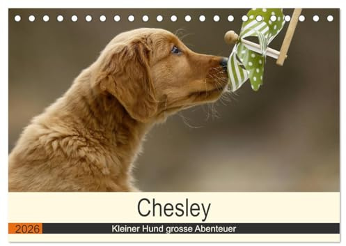 Chesley Kleiner Hund grosse Abenteuer (Tischkalender 2026 DIN A5 quer), CALVENDO Monatskalender: Fröhlicher Wald und Wiesen Streifzug eines Golden Retriever Welpen (CALVENDO Tiere)