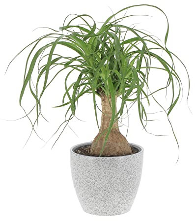 KENTIS - Beaucarnea Nolina Recurvata - Vraies Plantes d'Intérieur - Plante Fumigène - H 30-40 cm Pot de Ø 14 cm