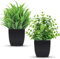 Der Rose Lot de 2 Petites Fausses Plantes, Plantes Artificielles en Pot dans des Pots Noirs pour la Maison, le Bureau, la Salle de Bain