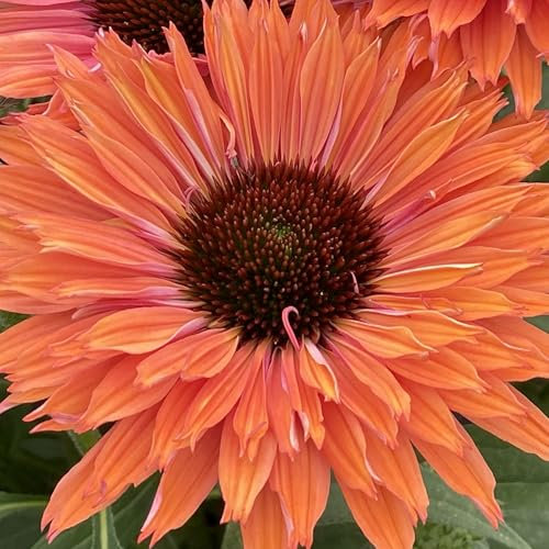 Echinacea SunSeekers Rainbow - Outdoor Plants Garden Ready - Deciduous Pink Flowering Perennial Plant for Pots, Containers, Borders and Flower Beds (9cm Pot, 15-25cm)