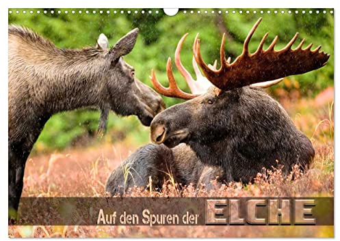 Auf den Spuren der Elche (Wandkalender 2025 DIN A3 quer), CALVENDO Monatskalender: Beeindruckende Bilder wildlebender Elche verschiedener Territorien (CALVENDO Tiere)