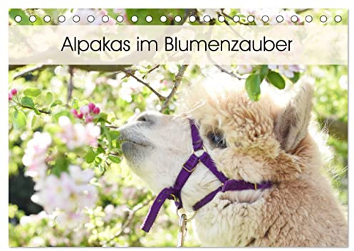 Alpakas im Blumenzauber (Tischkalender 2026 DIN A5 quer), CALVENDO Monatskalender: Gemeinsam mit der Blumenpracht und der besonderen Ausstrahlung der ... Raum ein echter Hingucker. (CALVENDO Tiere)
