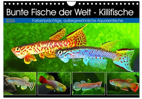 Bunte Fische der Welt - Killifische (Wandkalender 2026 DIN A4 quer), CALVENDO Monatskalender: Farbenprächtige, außergewöhnliche Aquarienfische (CALVENDO Tiere)