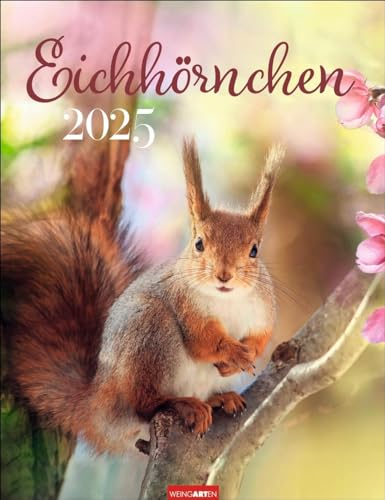 Eichhörnchen Kalender 2025: Eichhörnchen. Wandkalender. Fotokalender mit süßen Eichhörnchen-Bildern und Zitaten für jeden Monat. Tierkalender mit ... 30 x 39 cm (Tierkalender Weingarten)