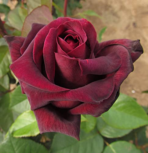 Sealed with A Kiss - 5.5lt Potted Hybrid Tea Garden Rose Bush - Exclusive! Very Deep Red - Strong Fragrance
