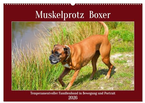 Muskelprotz Boxer (Wandkalender 2026 DIN A2 quer), CALVENDO Monatskalender: Temperamentvoller Familienhund in Portrait und Bewegung (CALVENDO Tiere)