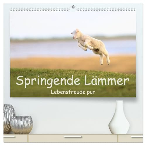 Springende Lämmer: Lebensfreude pur (hochwertiger Premium Wandkalender 2026 DIN A2 quer), Kunstdruck in Hochglanz: Im Frühlng auf dem Deich in Westerhever (CALVENDO Tiere)