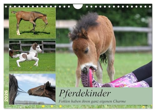 Pferdekinder - Fohlen haben ihren ganz eigenen Charme (Wandkalender 2026 DIN A4 quer), CALVENDO Monatskalender: Fohlen verzaubern jeden der sie sieht ... seinen besonderen Charme. (CALVENDO Tiere)