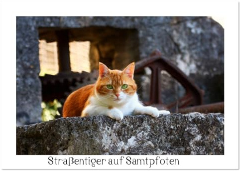Straßentiger auf Samtpfoten (Wandkalender 2026 DIN A3 quer), CALVENDO Monatskalender: Schöne Fotos von draußen lebenden Hauskatzen (CALVENDO Tiere)