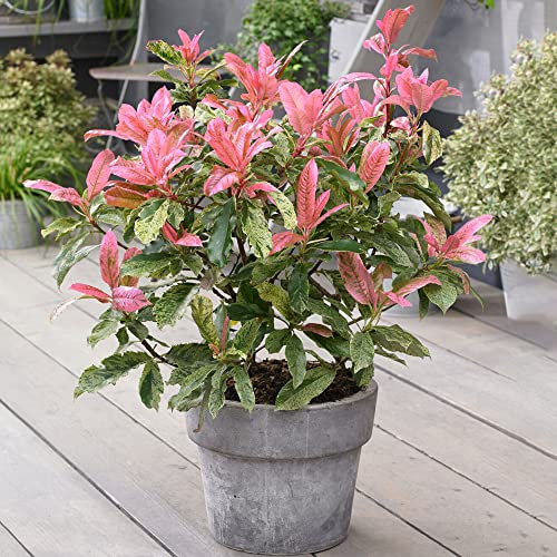 Photinia Pink Crispy | Evergreen Outdoor Garden Shrub Variegated Foliage in 9cm Pot