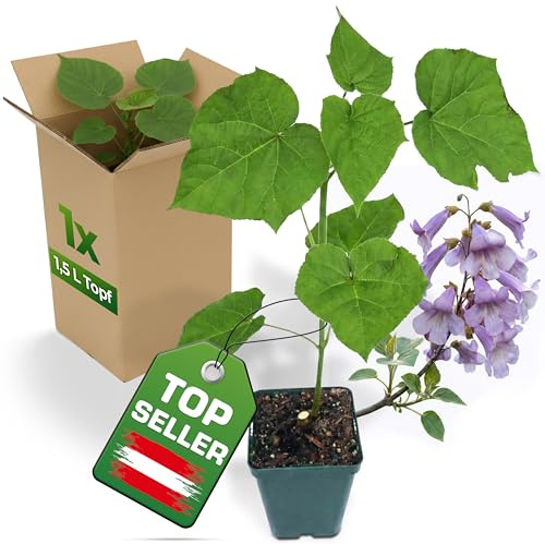 2x Blauglockenbaum Paulownia Shandong im 1,5 L Topf – schnellwachsender Kiribaum mit blauvioletten Glockenblüten – winterhart bis ca. -15 °C/-20 °C – Zier- & Schattenbaum – als Wertholzbaum geeignet