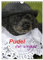 Pudel en vogue (Wandkalender 2025 DIN A4 hoch), CALVENDO Monatskalender