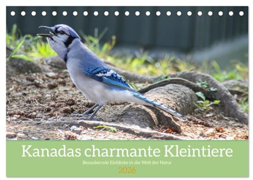 Kanadas charmante Kleintiere - Bezaubernde Einblicke in die Natur (Tischkalender 2026 DIN A5 quer), CALVENDO Monatskalender: Erlebe die charmante ... die Welt der kleinen Tiere. (CALVENDO Tiere)