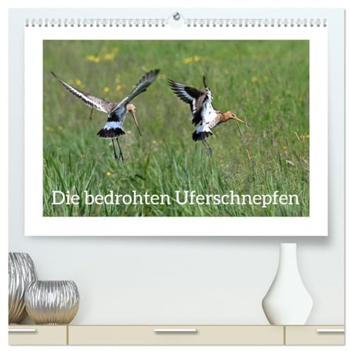 Die bedrohten Uferschnepfen (hochwertiger Premium Wandkalender 2026 DIN A2 quer), Kunstdruck in Hochglanz: Naturdokumentation des ganz alltäglichen Lebens der Uferschnepfen. (CALVENDO Tiere)
