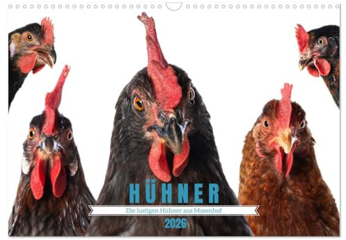 Die lustigen Hühner aus Mosenhof (Wandkalender 2026 DIN A3 quer), CALVENDO Monatskalender: Hühner machen das Leben bunter, (CALVENDO Tiere)