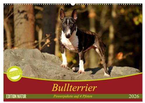 Bullterrier, Powerpakete auf 4 Pfoten (Wandkalender 2026 DIN A2 quer), CALVENDO Monatskalender: Mit Bullterriern durch das Jahr. (CALVENDO Tiere)