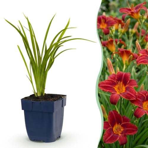 Planta Perenne Hemerocallis Autumn Red, Jardín, Rojo, Pack de 24 Plantas