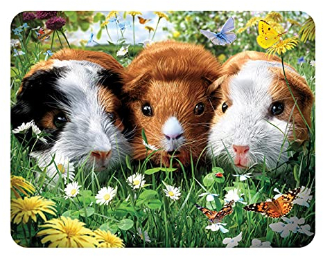 3D LiveLife Magnet - Guinea Pigs from Deluxebase. Lenticular 3D Pet Fridge Magnet. Magnetic decor for kids and adults with artwork licensed from renowned artist, David Penfound