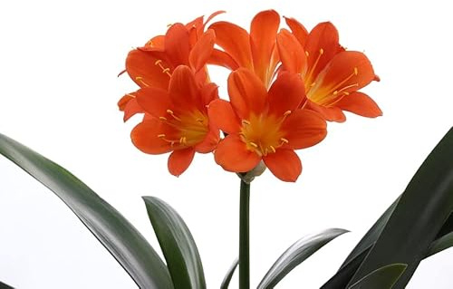 Lirio de Bosque: Exquisita Planta Viva de Clivia Natural para Embellecer tu Jardín