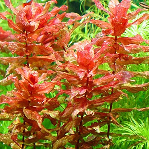 PondPlantsUK Rotala Macrandra - submerged - Aquarium 10 Strands