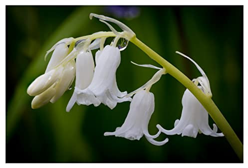 10x Spanish Bluebell Bulbs White Hyacinthoides Hispanica Early Spring Flowering Bell Shape Hardy Flower Ready to Plan Now