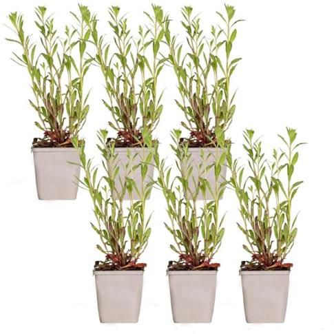 Bloomique - 6er-Set - Gaura Lindheimeri - Prachtkerze - Gartenpflanzen - Winterhart - Tierfreundlich - Höhe 10-20 cm - Topf 9x9 cm
