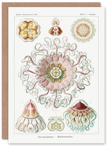 Artery8 Ernst Haeckel Art Card Peromedusae Jellyfish Vintage Illustration