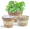 3 Piezas Cesta de Hierba Marina,Cesta Flores Tejidas en el Interior y en el Exterior,Naturales Maceta para Jardín Decoraciones de Pared