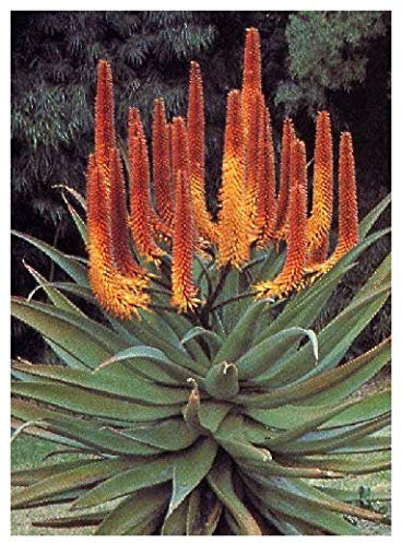 TROPICA - Fuoco - Aloe (Aloe ferox) - 20 Semi - Cactus/Piante Grasse