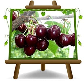 Ciliegio Dolce Durone Tardiva Kordia - Pianta da frutto su vaso da 26 - albero max 170 cm - 4 anni