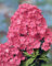 Phlox paniculata 'Rijnstroom' ca. 11x11 cm Topf - Hoher Sommerphlox, rosa Blüten, Blütezeit Juli-September, ideal für Rabatten, bienenfreundlich, pflegeleicht