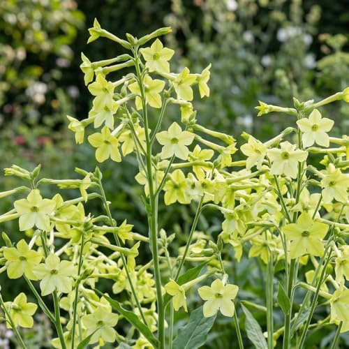 Bedwen Nicotiana 'Sirius Lime' 9cm Plant x2 – Dwarf Bedding Ornamental Tobacco Plant with Zesty Green Blooms