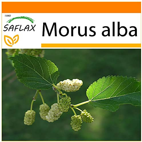 SAFLAX - Garden in the Bag - Weißer Maulbeerbaum - 200 Samen - Mit Anzuchtsubstrat im praktischen, selbst aufstellenden Beutel - Morus alba