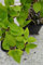 Hortensie Rispenhortensie Grandiflora Hydrangea paniculata Grandiflora Containerware 40-60 cm hoch
