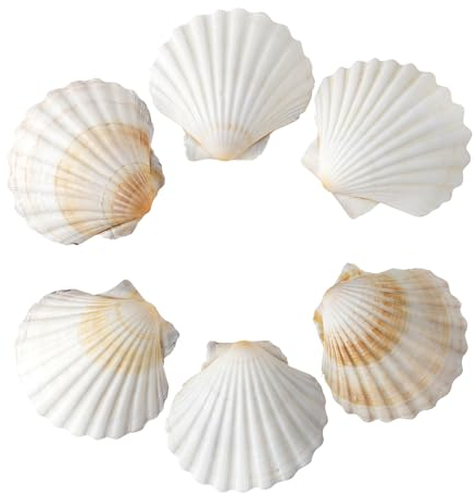 6 PCS Coquilles Saint-Jacques, 3-4 en coquilles, coquilles Naturelles, coquilles pour Bricolage, Cuisine, DIY Aquarium, Remplissage de Vase (8-10cm)