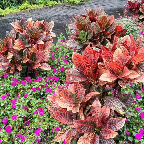 Wunderstrauch Zimmerpflanze Samen, pflegeleichte zimmerpflanzen geschenke für gartenliebhaber grünpflanzen zimmerpflanzen büropflanzen balkongewächshäuser steingartenpflanzen 30pcs