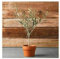 Ulivo olivo Olea europea pianta in vaso bio ø8 cm mensa olio Vivaio di Castelletto
