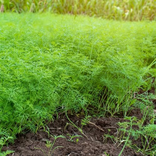semi di aneto perenni resistenti - semi di erbe aromatiche biologiche per aiuola rialzata pianta aneto piante resistenti letto erbe aromatiche da giardino interno piante per balconi 300pcs