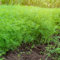 semi di aneto perenni resistenti - semi di erbe aromatiche biologiche per aiuola rialzata pianta aneto piante resistenti letto erbe aromatiche da giardino interno piante per balconi 300pcs