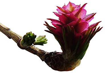 Sibirische Tanne -abies sibirica- 10 Samen