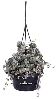 Pianta di Ceropegia Woodii pianta di Collana di Cuori pianta da interno Pianta da appartamento Pianta vera di Ceropegia Woodii venduta da eGarden.store (Variegata v.14 cm)