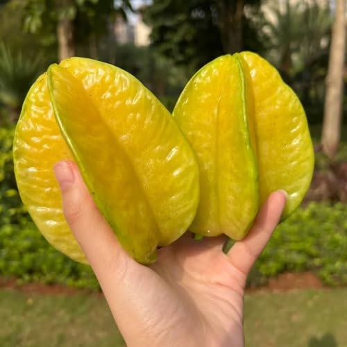 sternfrucht pflanze kaufen samen säulenobstbäume, pflanzen anzucht sternfrucht, averrhoa carambola, exotische pflanzen winterhart, obstbaum frisches obst, deko wohnzimmer säulenobst 25pcs
