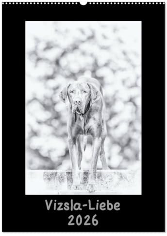 Vizsla-Liebe (Wandkalender 2026 DIN A2 hoch), CALVENDO Monatskalender: Einmal Vizsla - immer Vizsla (CALVENDO Tiere)