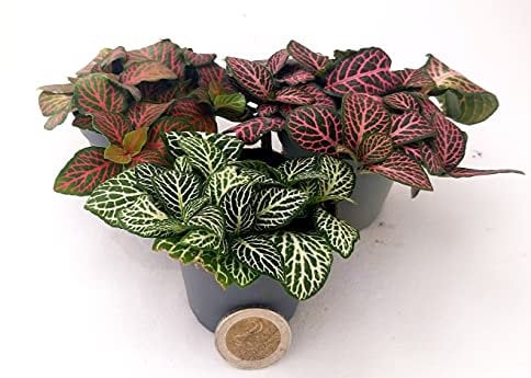 POWERS TO FLOWERS - FITTONIA ROSA, ROSSA e BIANCA IN VASO 5,5cm MICRO IDEALE PER TERRARIUM, 3 Piante, piante vere